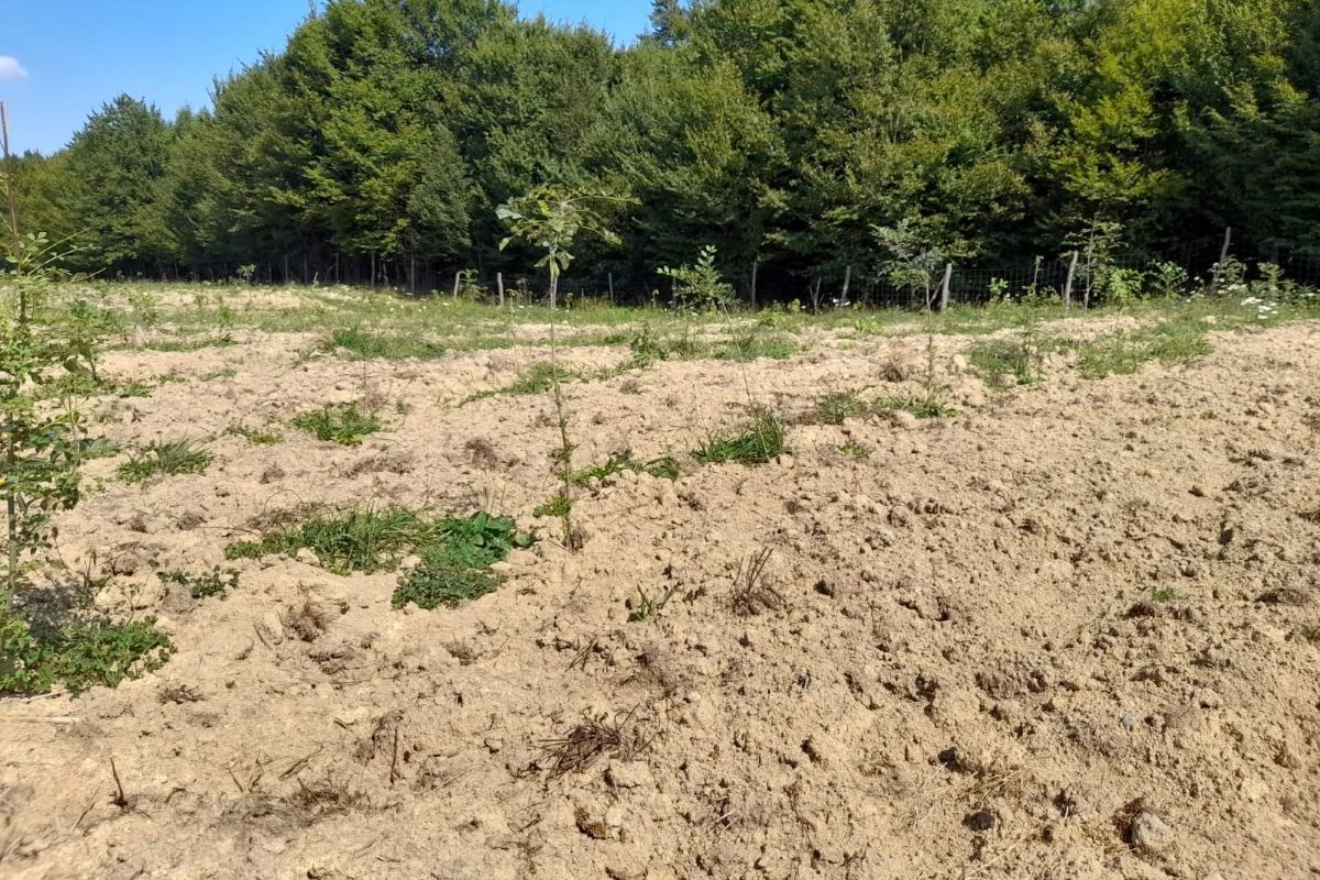 Holcim Plantam fapte bune