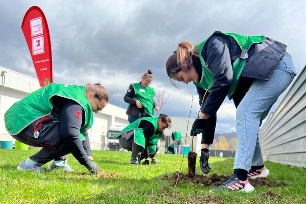 Kaufland_plantare minipaduri urbane