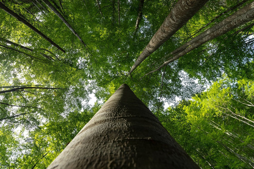 Daniel Mîrlea padure copaci arbori