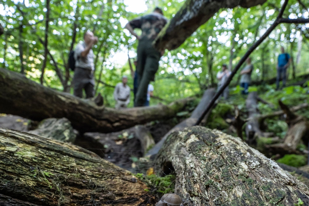 FSC Marius Čepulis woods paduri