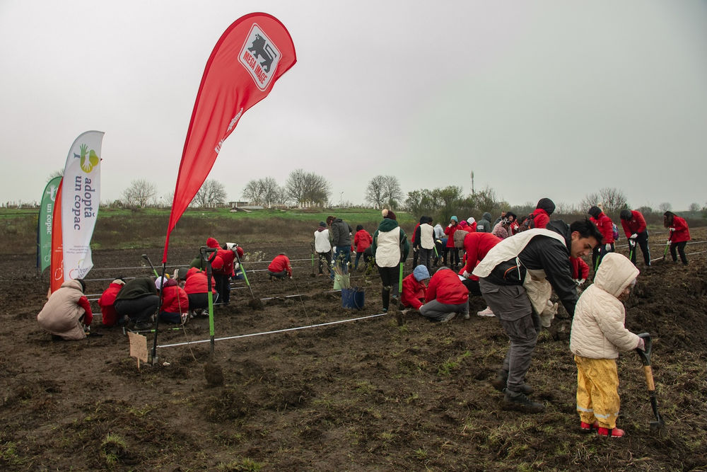 Mega Image plantare 2025 viitor plus