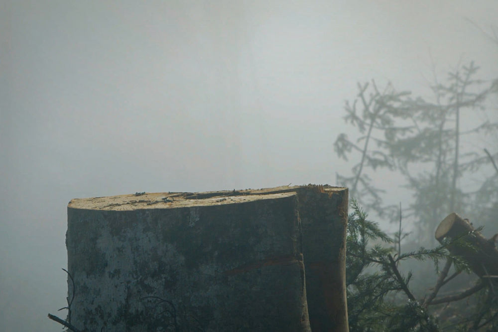 ToothAndNail_Still Dupa Cioate 2025