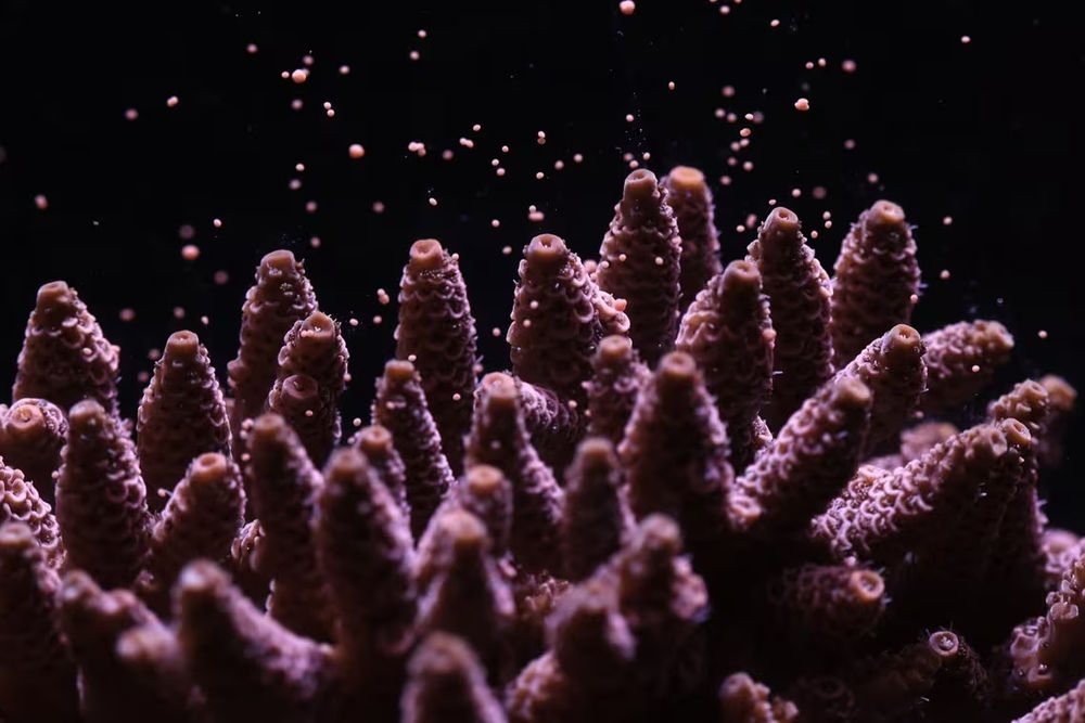 world-unseen_recife corali canon