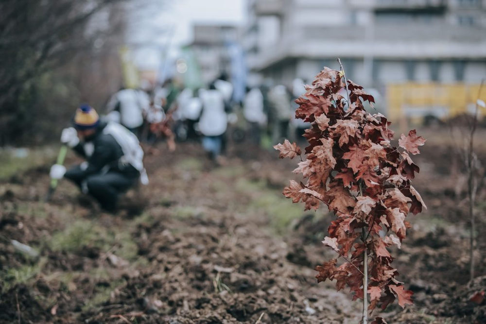 Adopta un Copac toamna iarna 2025