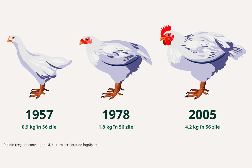 Grafic rase pui cu crestere rapida