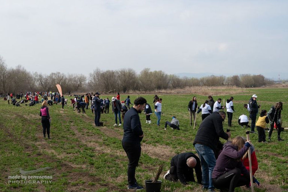 CCIFER Plantare Teius 2026