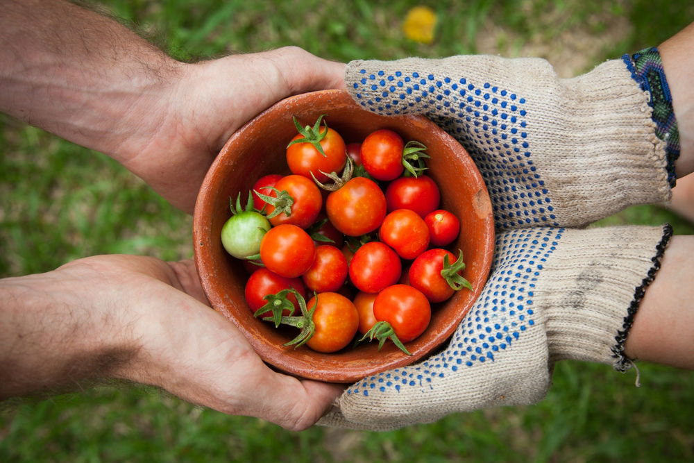 agricultura recolta-legume-rosii-elaine-casap-qgHGDbbSNm8-unsplash