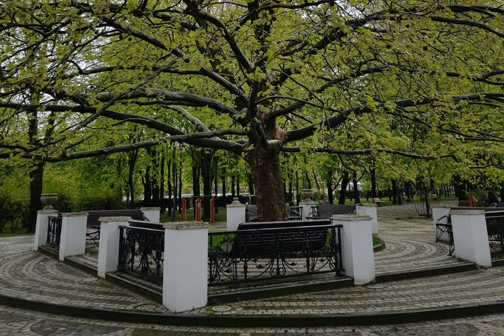 arbori-parc-bucuresti-daniela-ivanescu-lPmcrRSX9Rw-unsplash