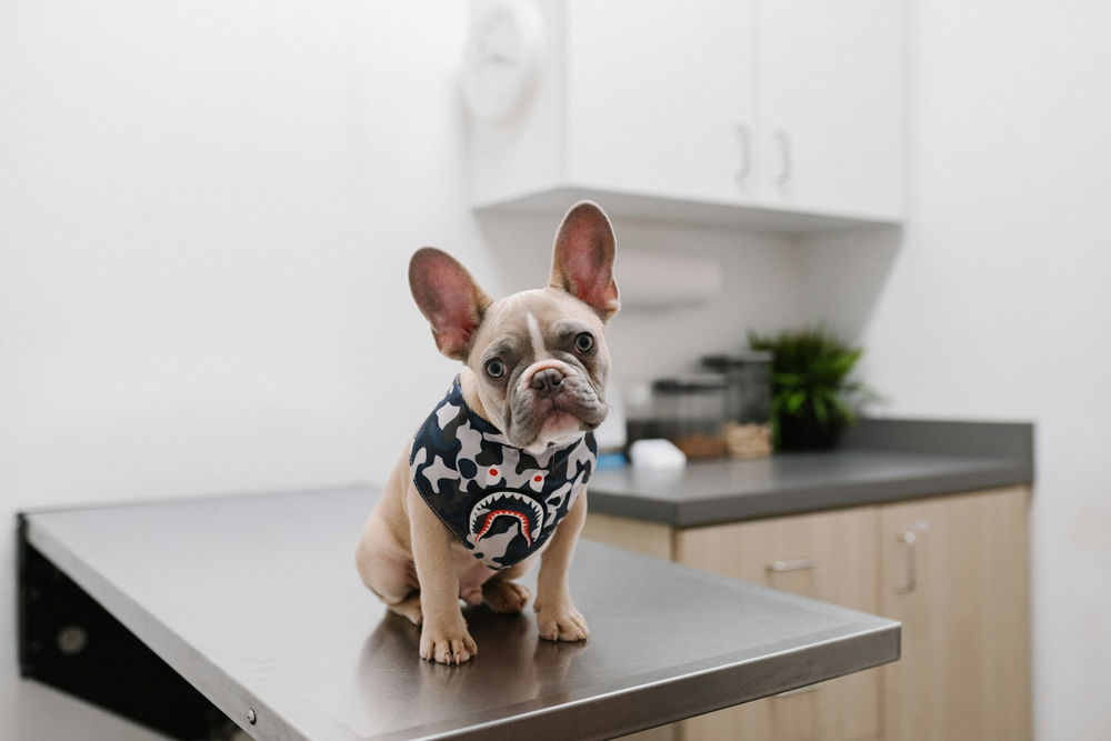 cabinet veterinar-karsten-winegeart-loJL4ijUobg-unsplash