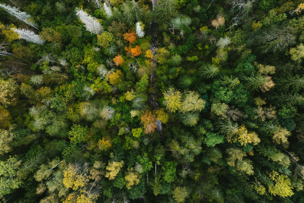padure-biodiversitate-kristaps-ungurs-owcJsiIK7UU-unsplash